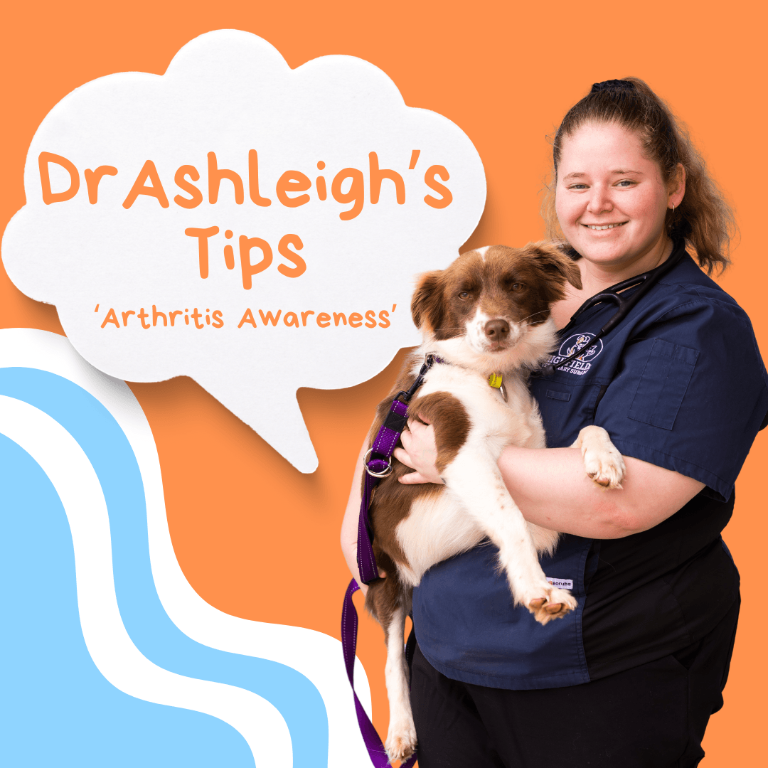 Understanding Arthritis in Our Pets: Expert Insights from Dr. Ashleigh Understanding Arthritis in Our Pets: Expert Insights from Dr. Ashleigh